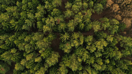 Aerial top view of spring green trees in forest background, Russia. Drone photography. Coniferous and deciduous trees. Beautiful panoramic photo over the tops of pine forest.の写真素材