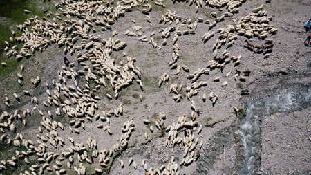 Aerial view of large flock of sheep grazing on green field in mountains of Georgia.の写真素材