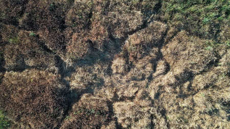 Lawn texture of dead dry grass from top view, wallpaper background. Earth texture