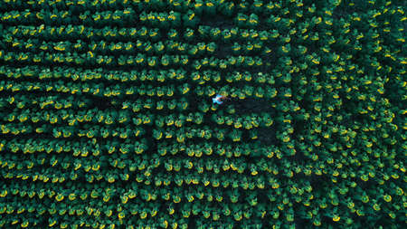 Aerial photo of young girl in white dress walking in a sunflower field. From drone.の写真素材