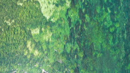 Aerial top down view of long waterplants under transparent clear turquoise water of river. Natural texture, background. Seaweed patterns. River flow. Trebinje, Bosnia.の写真素材