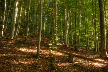 The bright sun is shining gently through the tall trees in the lush forest