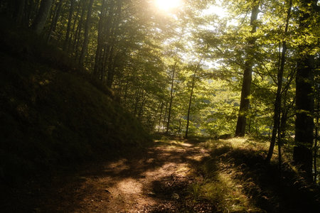 Sunlight gently shines through trees on a beautiful pathの写真素材