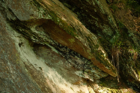 A detailed closeup view of a tree trunk that has moss growing on itの写真素材