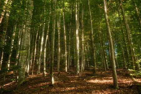 A vibrant forest filled with trees and leaves scattered on the groundの写真素材