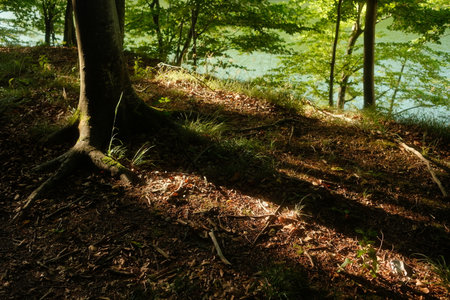 The sun shines through the trees, casting a shadow on the groundの写真素材