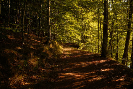 The sun shines beautifully through trees on a path in the woodsの写真素材