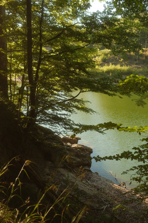 A serene lake is nestled in a lush forest, surrounded by treesの写真素材