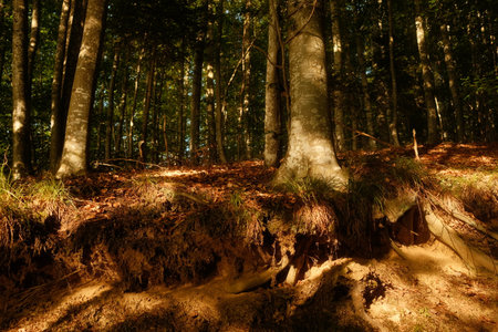 A very dense and lush forest area consisting of numerous trees and rootsの写真素材