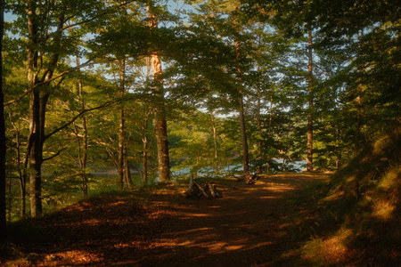 A peaceful path in the woods with various trees and leaves strewn on the groundの写真素材