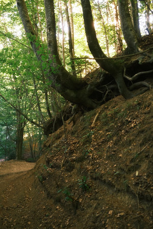 A majestic tree with roots sprawling out of the ground in a lush forestの写真素材