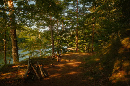 A winding dirt path through the woods that leads to a tranquil lakeの写真素材
