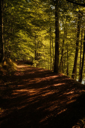 A scenic path through the woods, lined with tall trees and leavesの写真素材