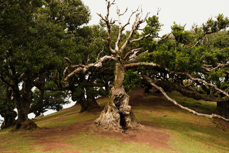 Majestic gnarled oak with exposed roots and sprawling limbsの写真素材