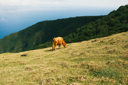 Isolated bovine on seacoast, Single cattle standing by ocean