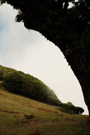 Ethereal atmosphere with misty slopes and calm botanical
