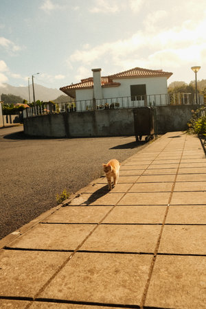 Serene residential street illuminated by soft golden lightの写真素材