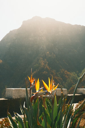 Tropical blooms with mountain backdrop and glowing terraceの写真素材