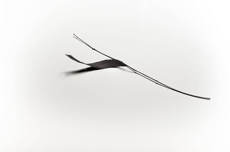 Leavesの写真素材