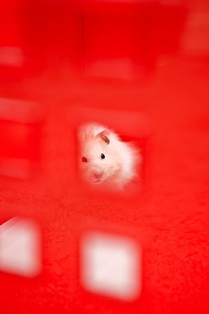 Petの写真素材