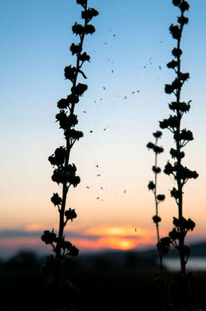 Field Landscape in Warm Late Eveningの写真素材