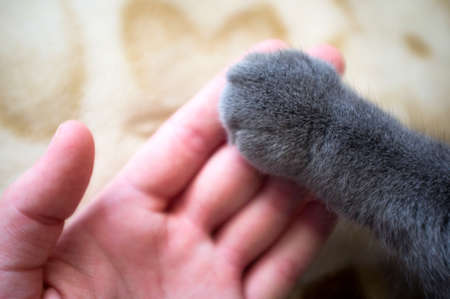 Cat Paw and Human Hand Friendshipの写真素材