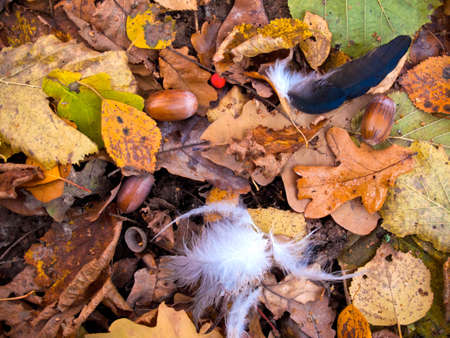 Autumn Still Life Foliage with Feathersの写真素材