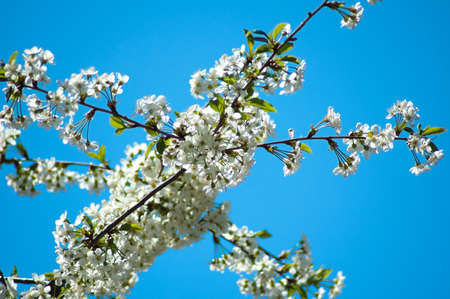 Bright Spring Blossoms on Blue