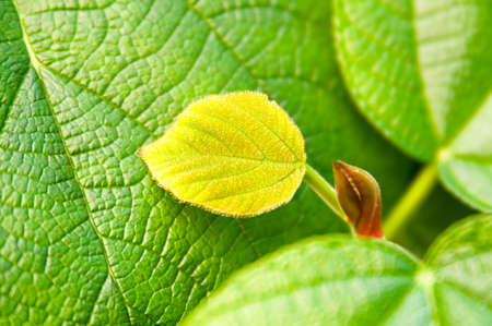 Green leaf texture closeup with yellow accentの写真素材