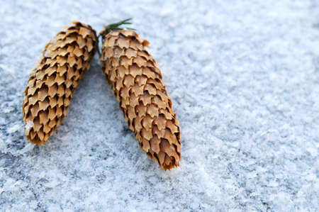 Frozen pine cones on the cold snowの写真素材