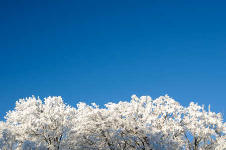 Beautiful Snow Covered Trees on Blue Skyの写真素材