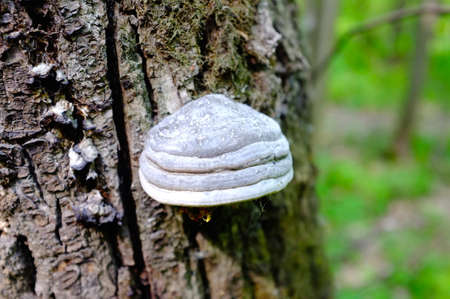 forest mushroom on the tree