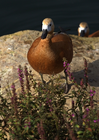 birds in zoo park, Moscow, Russiaの写真素材