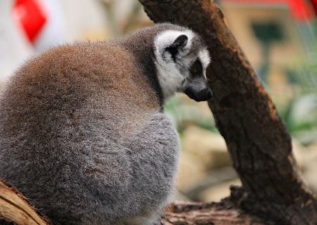 animals in Budapest zoo, Hungary