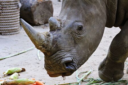 animals in zoo park, Vietnam