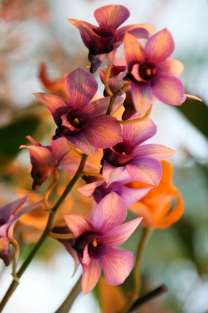 orchid in greenhouse, Russiaの写真素材