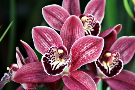orchid in greenhouse, Russiaの写真素材