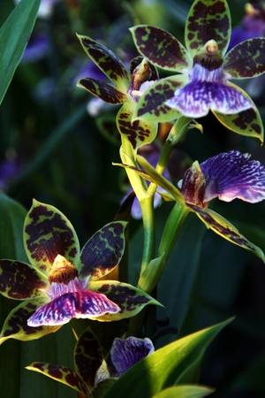 orchid in greenhouse, Russiaの写真素材