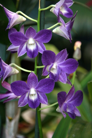 orchid in greenhouse, Russiaの写真素材