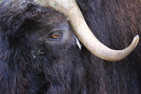 animals in moscow zoo, Russiaの写真素材