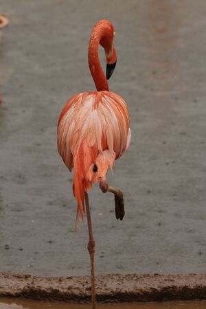 birds in moscow zoo, Russiaの写真素材