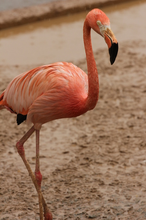 birds in moscow zoo, Russiaの写真素材