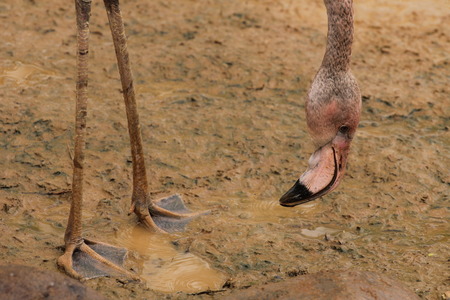 birds in moscow zoo, Russiaの写真素材