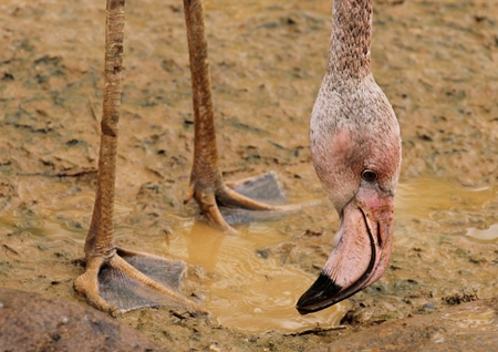 birds in moscow zoo, Russiaの写真素材