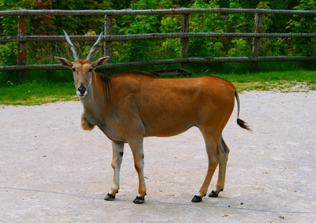 zoo animals, Denmarkの写真素材
