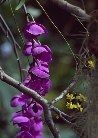 plants in greenhouse, Russiaの写真素材