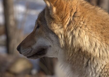 animals zoo, Moscow, Russiaの写真素材