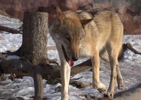 animals zoo, Moscow, Russiaの写真素材