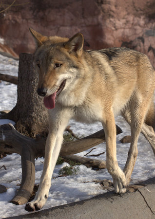 animals zoo, Moscow, Russiaの写真素材