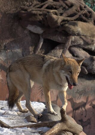 animals zoo, Moscow, Russiaの写真素材